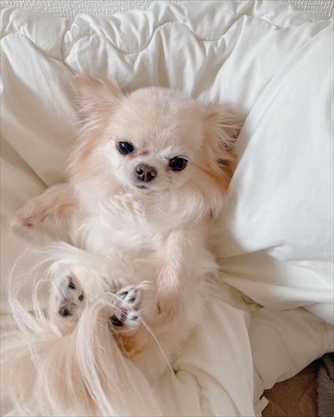 寝転がってるワンコ