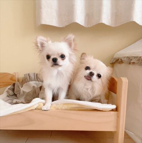 ベッドにいるワンコ