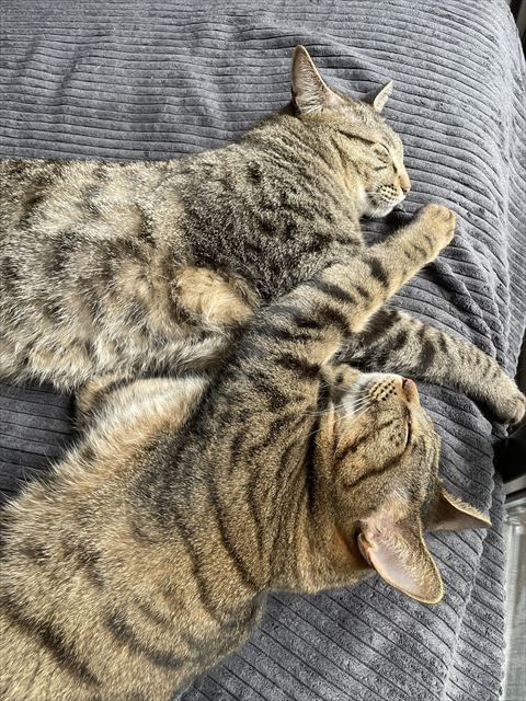 前足を組むキジトラきょうだい