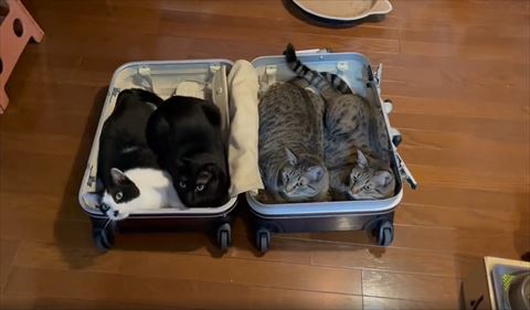 左を向くにゃんず