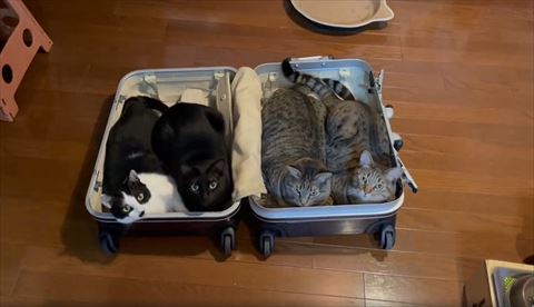 右見るにゃんず