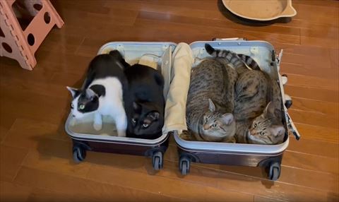 起き上がって左見るハチワレちゃん