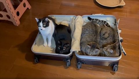 お座りするハチワレちゃん