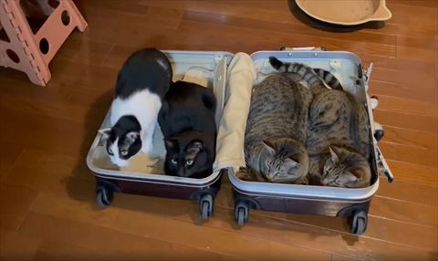 姿勢を低くするハチワレちゃん