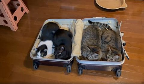 キャリーからヒモを狙うハチワレちゃん