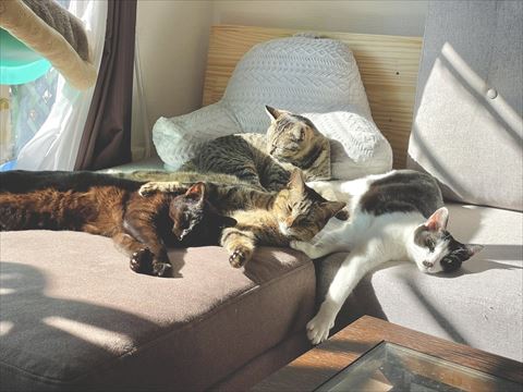ソファで寝る4兄弟