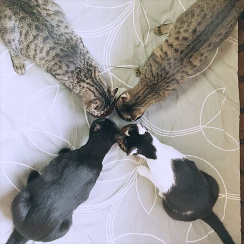 ごはん食べるにゃんず上から