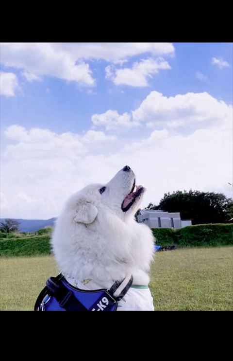 空を見上げるワンコ