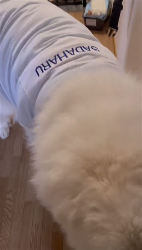 近づいてくるワンコ上から