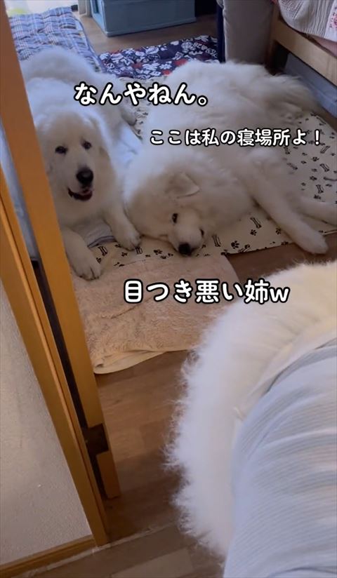 きょうだいワンコ