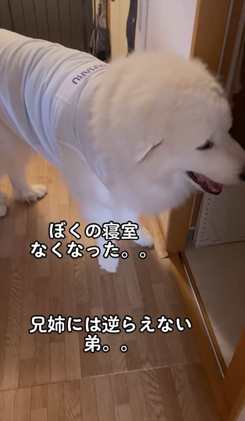 ぼくの寝室なくなったテロップ