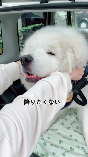 差し替え降りたくないわんこ