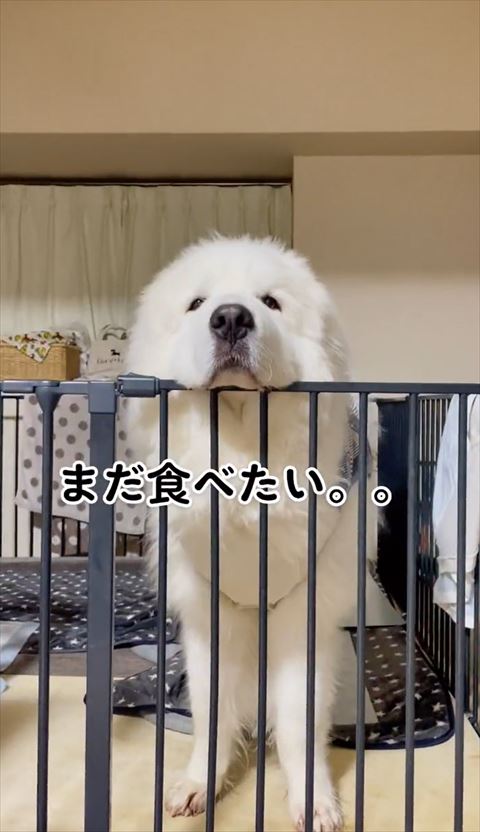 柵の上にアゴ乗せるわんこ