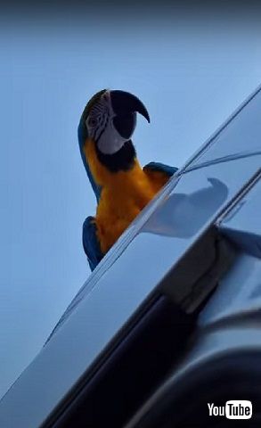 あいさつするルリコンゴウインコ