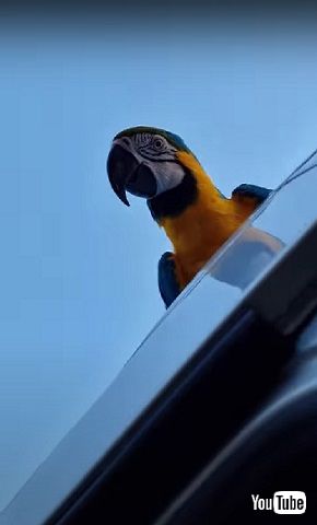 あいさつするルリコンゴウインコ