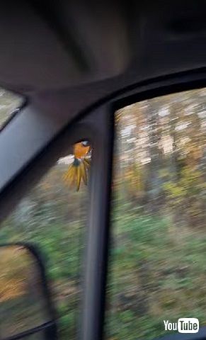 ルリコンゴウインコ