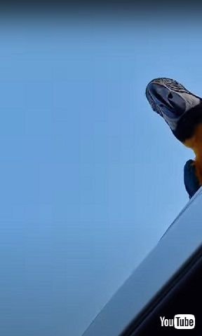 歩くルリコンゴウインコ