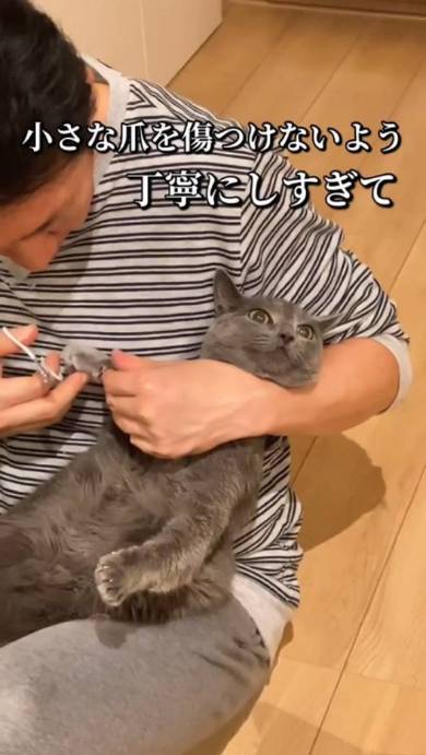 猫の爪を切るパパ