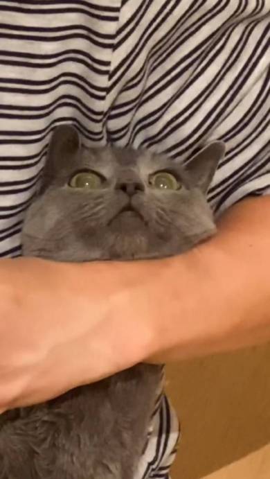 猫の爪を切るパパ