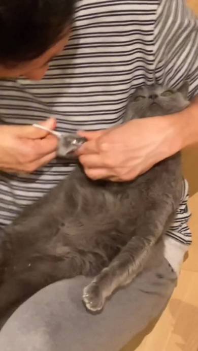 猫の爪を切るパパ