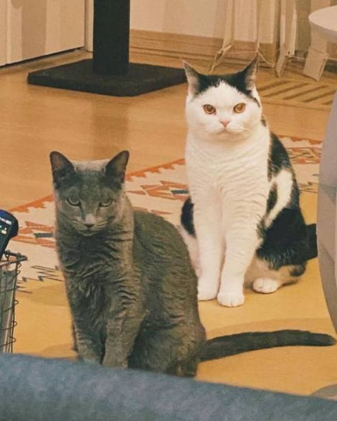 猫の爪を切るパパ