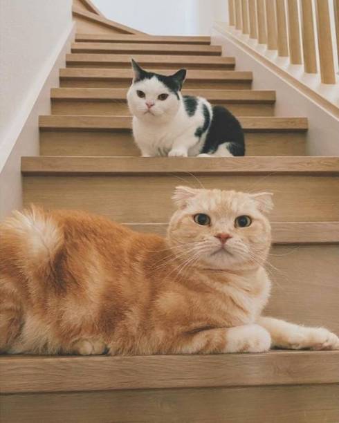 猫の爪を切るパパ