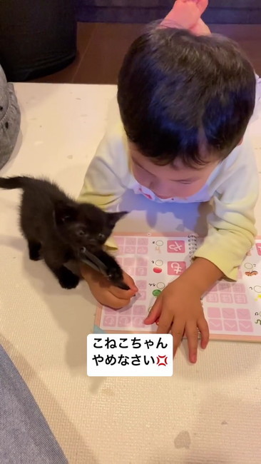 ペンにじゃれる