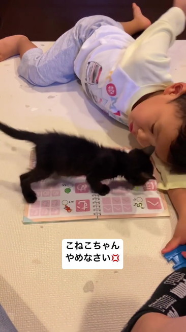 近づく子猫