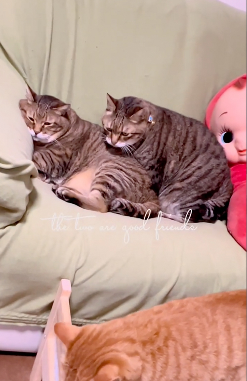 “おしり枕”をする猫