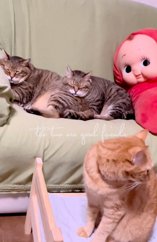 “おしり枕”をする猫