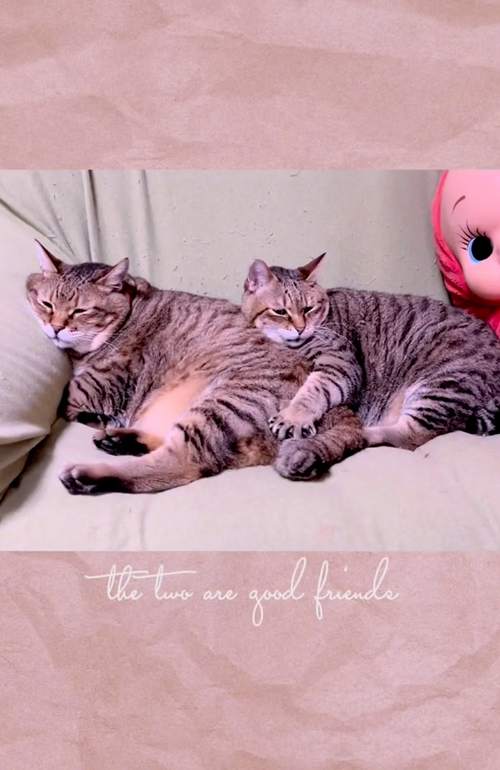 “おしり枕”をする猫