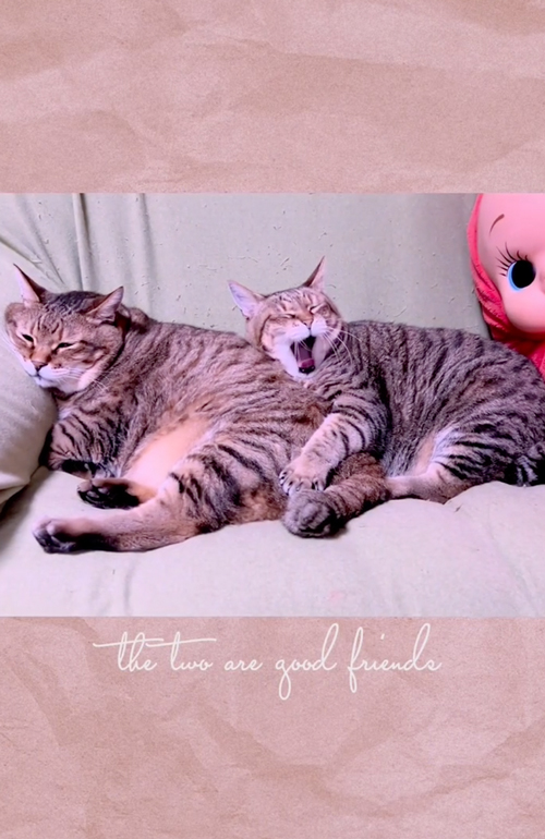 “おしり枕”をする猫