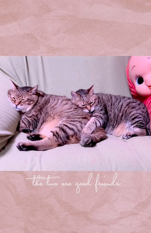 “おしり枕”をする猫