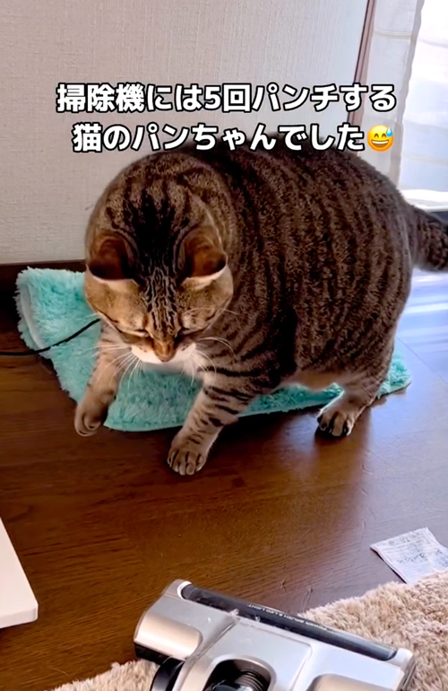 掃除機嫌いなパンちゃん