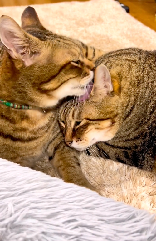 パンちゃんとまめちゃん