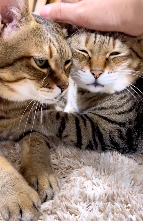 パンちゃんとまめちゃん