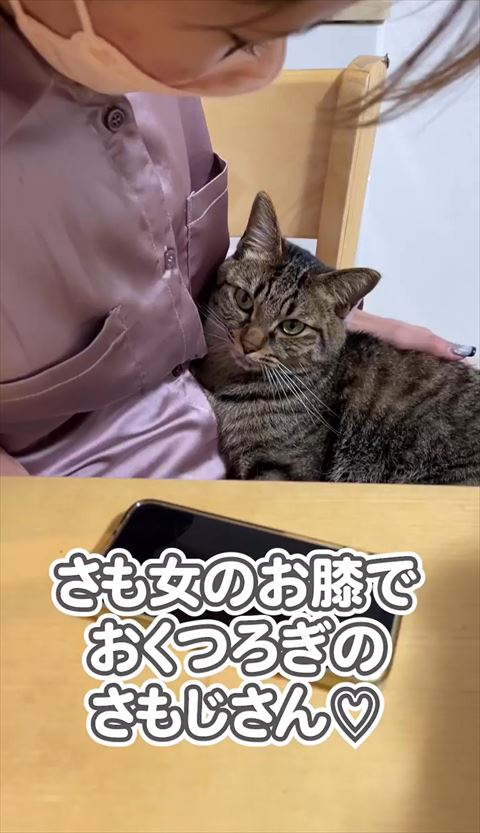 移動したくない猫