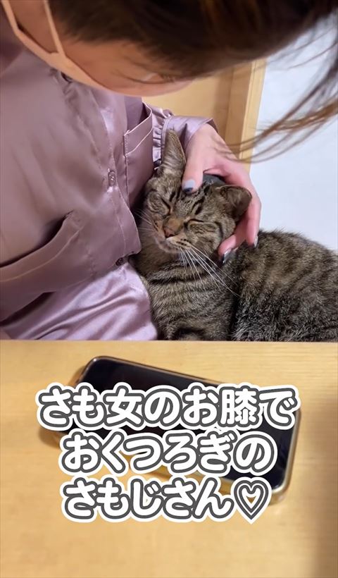 頭なでられる猫