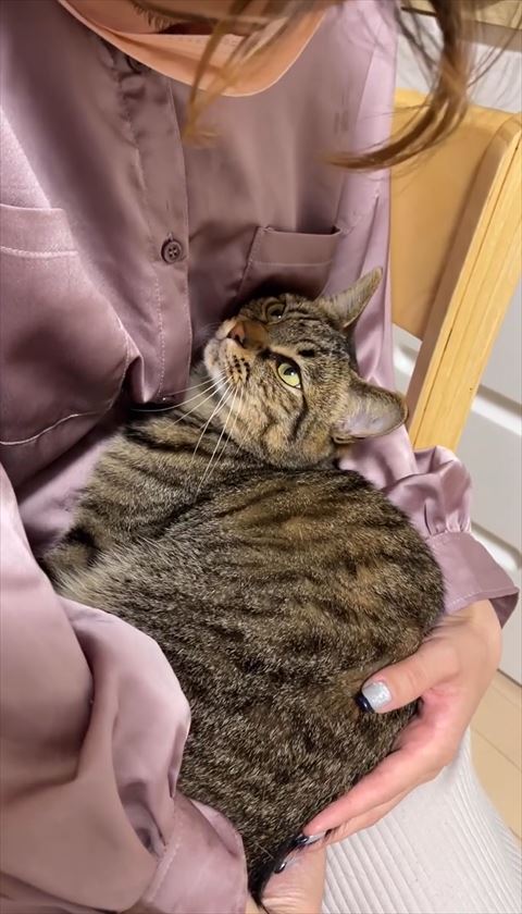 ママを見つめる猫