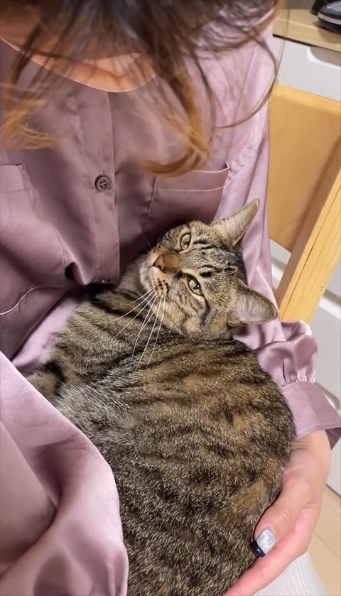 膝の上で抱っこされて上かママさん当たりを見る