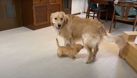 にこやかなゴールデンとにおいかぐ子犬