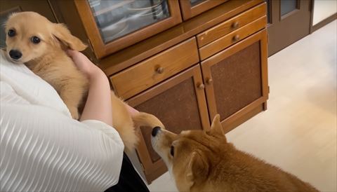 柴犬に匂いをかがれる子犬