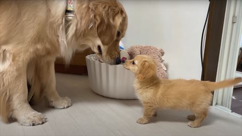 ゴールデンと子犬向かい合う