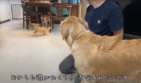 走る子犬と柴犬とゴールデン