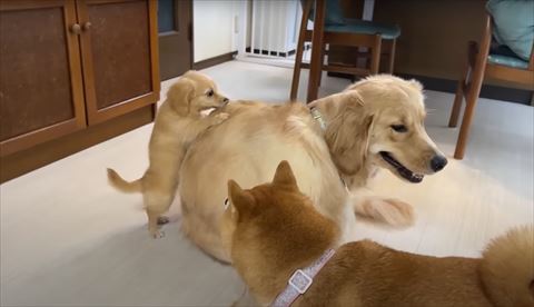 ゴールデンの背中につかまる子犬
