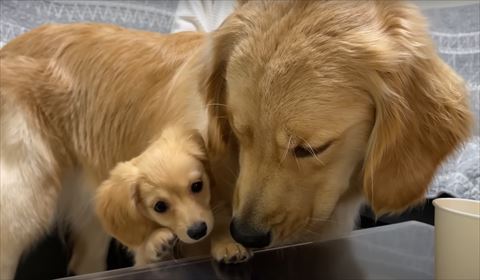 テーブルに興味ある子犬を見るゴールデン
