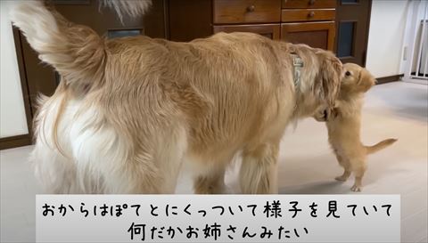 ゴールデンに正面からだきつく子犬