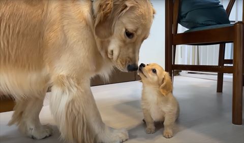 お座りする子犬とゴールデン