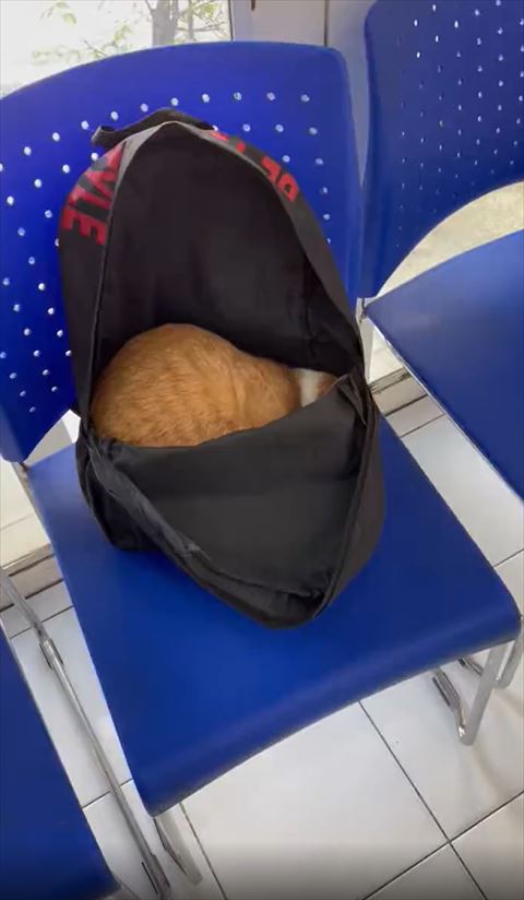 猫ちゃん遠くから