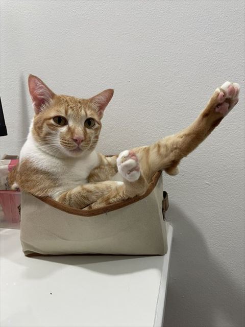 足だしてる猫ちゃん